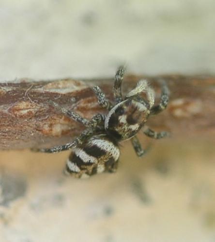 Salticus scenicus